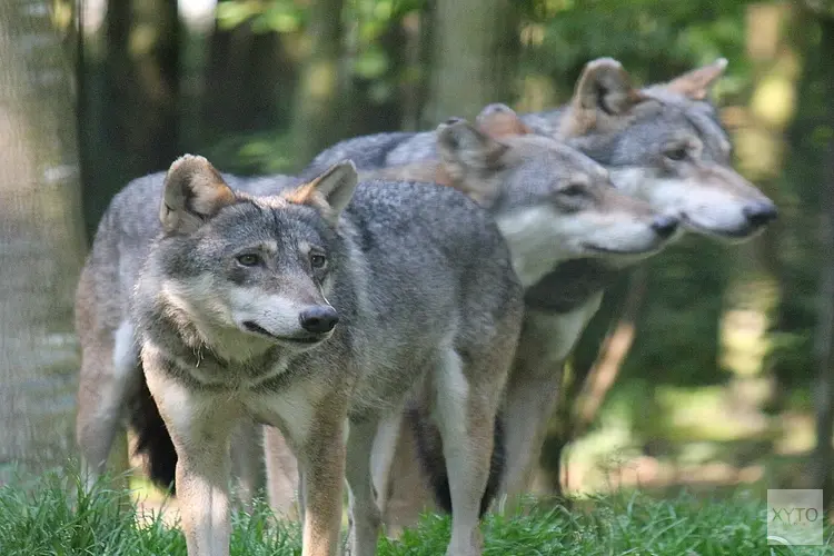 Minister LVVN is aan zet bij wolvenaanvallen op ponyveulens in Drents-Friese Wold